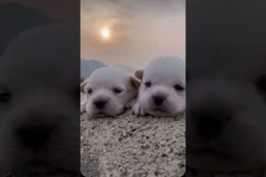 The Cutest Puppies
