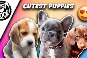 The Cutest Puppies in the World | Cute Puppy Compilation 2021 | BestWoof