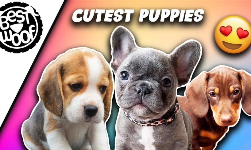 The Cutest Puppies in the World | Cute Puppy Compilation 2021 | BestWoof