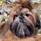 The Cutest Puppy Breeds || Red Shih Tzu Puppy at 7 months Old