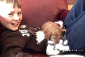 The Cutest Puppy Ever | Wranglerstar