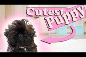 The Cutest Puppy in The World | Imperial Shih Tzu Too CUTE