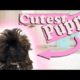 The Cutest Puppy in The World | Imperial Shih Tzu Too CUTE