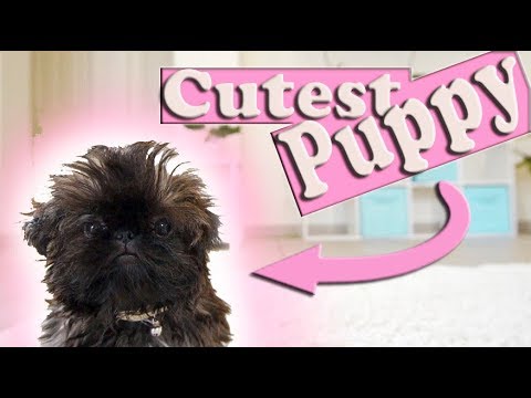 The Cutest Puppy in The World | Imperial Shih Tzu Too CUTE