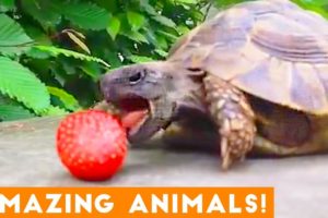 The Most Amazing Animals on Earth Compilation 2018