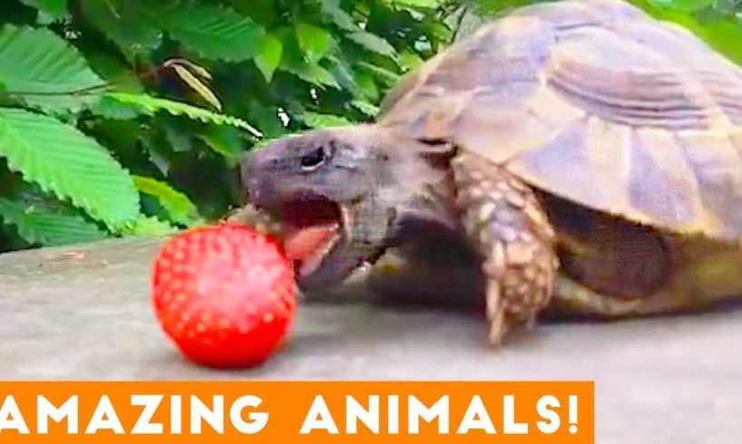 The Most Amazing Animals on Earth Compilation 2018