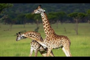 The Most Epic Wild Animal Fights