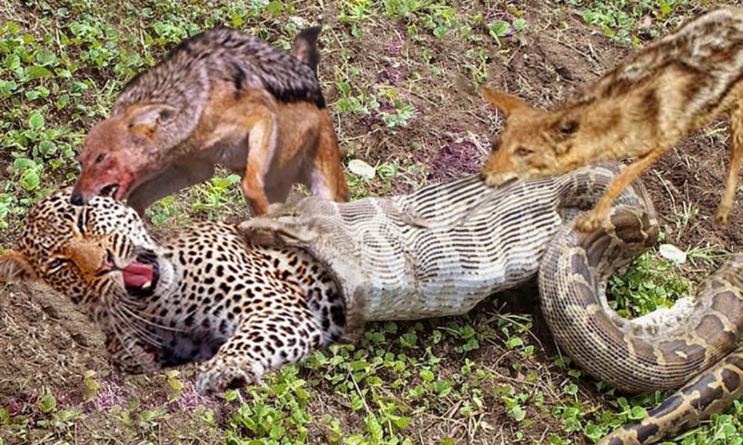 The best battles of the animal world, Harsh Life of Wild Animals, Lion, Buffalo, Leopard, Jackal,