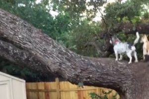 The dog climbs the tree ❤ So Cutest Puppies ? #shorts