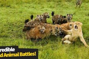 The most incredible wild animal battles captured on camera