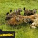 The most incredible wild animal battles captured on camera