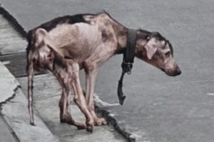 The poor dog who has no fur, very thin, and worse, limping