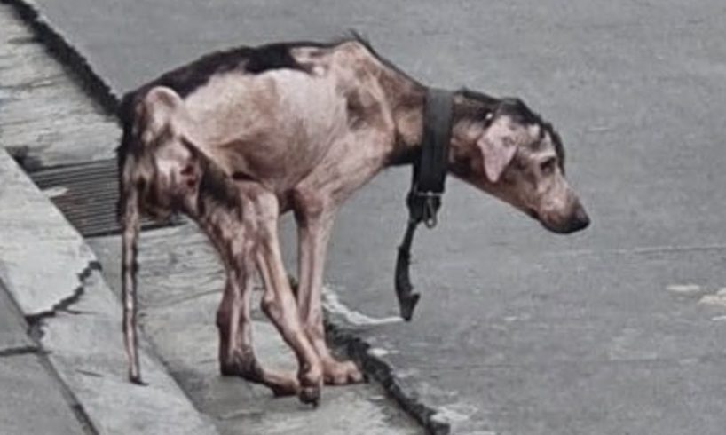 The poor dog who has no fur, very thin, and worse, limping