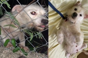 The poor pregnant dog who was found on the streets