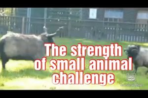 The strength of small animal fight challenge, #Shorts
