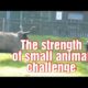 The strength of small animal fight challenge, #Shorts