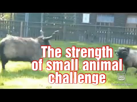 The strength of small animal fight challenge, #Shorts