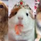 These Could be the Cutest Pets on TikTok ??