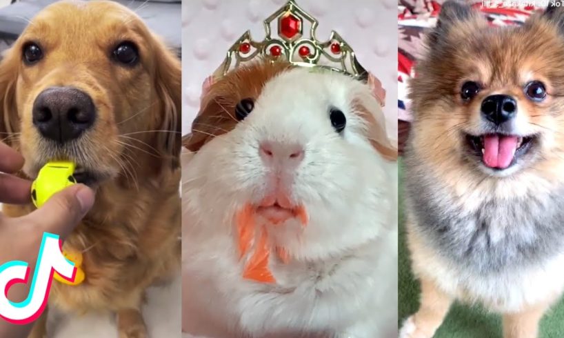 These Could be the Cutest Pets on TikTok ??