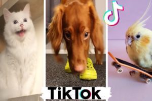 These Might Be The Cutest Pets on TikTok ?