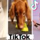 These Might Be The Cutest Pets on TikTok ?