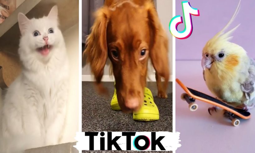 These Might Be The Cutest Pets on TikTok ?