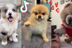 These Might Be the Cutest Puppies on TikTok ?