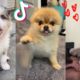 These Might Be the Cutest Puppies on TikTok ?