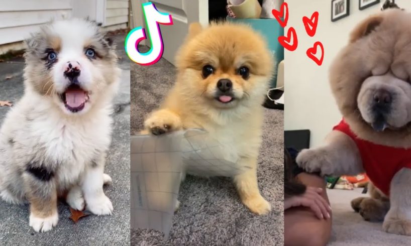 These Might Be the Cutest Puppies on TikTok ?