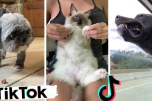 These Might Be the Funniest Pets on TikTok ~ Cutest Cats & Dogs TIK TOK