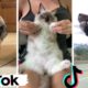 These Might Be the Funniest Pets on TikTok ~ Cutest Cats & Dogs TIK TOK