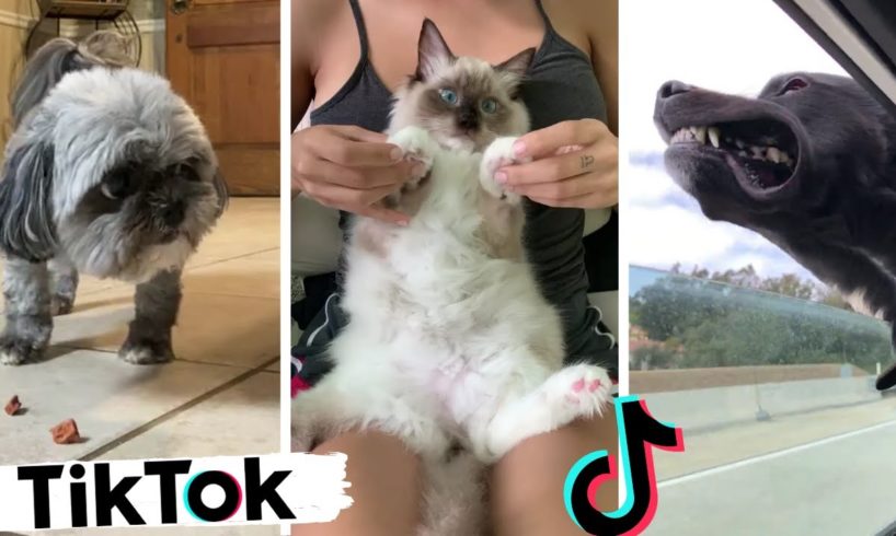 These Might Be the Funniest Pets on TikTok ~ Cutest Cats & Dogs TIK TOK