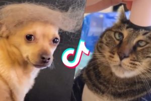 These Might be the Cutest Pets on Tik Tok ??