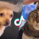 These Might be the Cutest Pets on Tik Tok ??