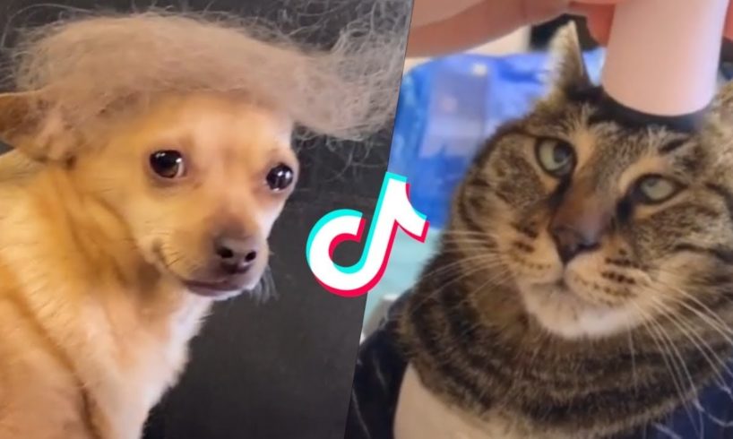 These Might be the Cutest Pets on Tik Tok ??