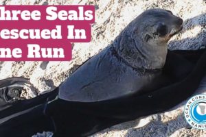 Three Entangled Seals Rescued In One Run