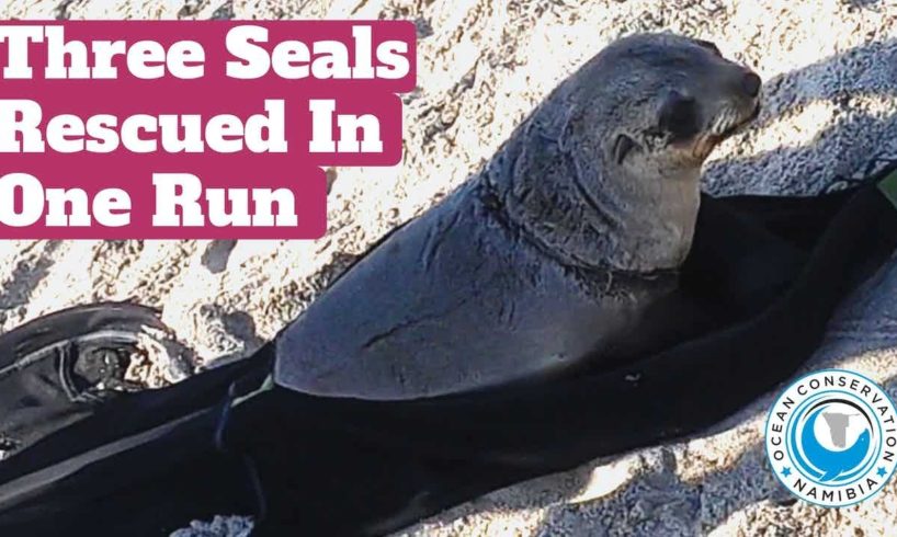 Three Entangled Seals Rescued In One Run