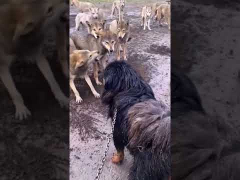 Tibetan Mastiff vs Wolf - Animal Fights ? #Shorts