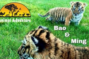 Tiger Cub Cam - Animal Adventure Park