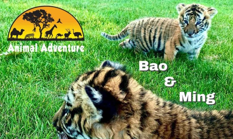 Tiger Cub Cam - Animal Adventure Park