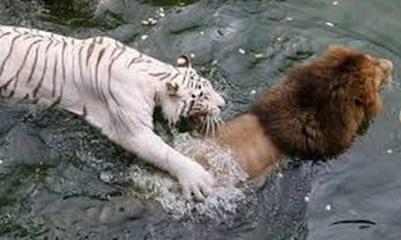 Tiger VS Lion CRAZIEST Animal Fights Caught On Camera