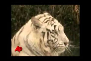 Tiger Vs Lion Best animals fights  with wild 2016 animals lion