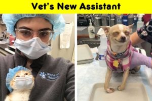 Times Vets Encountered The Cutest Pets At Work And Just Had To Take A Picture