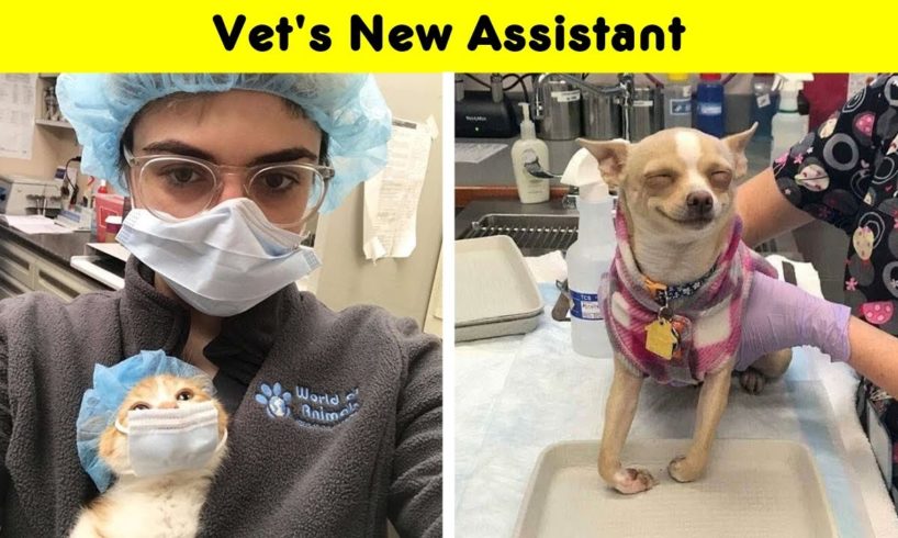 Times Vets Encountered The Cutest Pets At Work And Just Had To Take A Picture