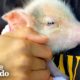 Tiny Piglet Found In A Pet Carrier In A Garage | The Dodo Little But Fierce