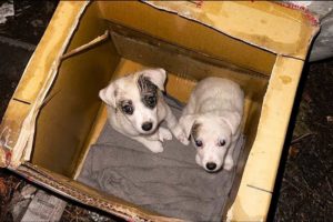 Tiny Puppies Left Behind by their Owner in the Rain near Trash Can
