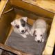 Tiny Puppies Left Behind by their Owner in the Rain near Trash Can