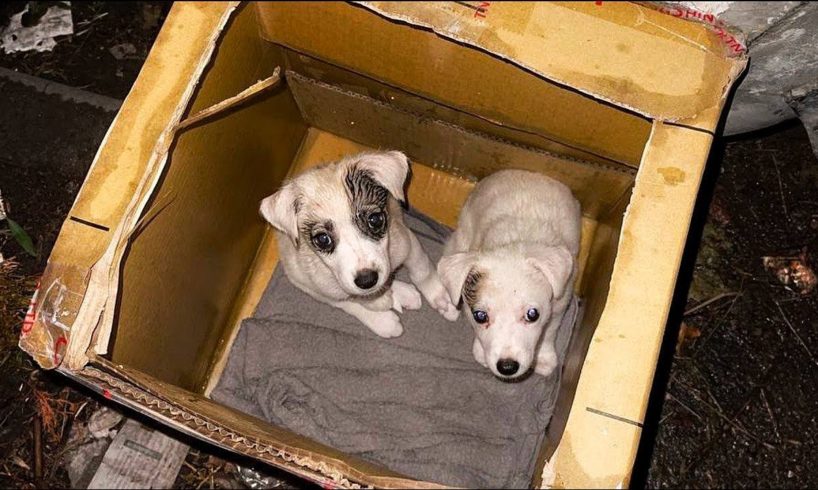 Tiny Puppies Left Behind by their Owner in the Rain near Trash Can