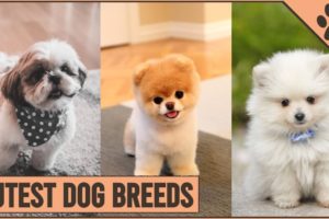 Top 10 Cutest Dog Breeds