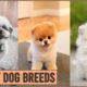 Top 10 Cutest Dog Breeds